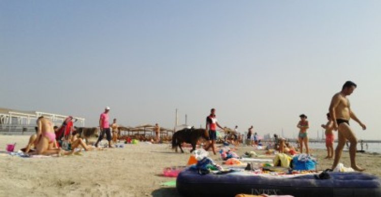 Ponei chinuiţi pe plajă, la Năvodari